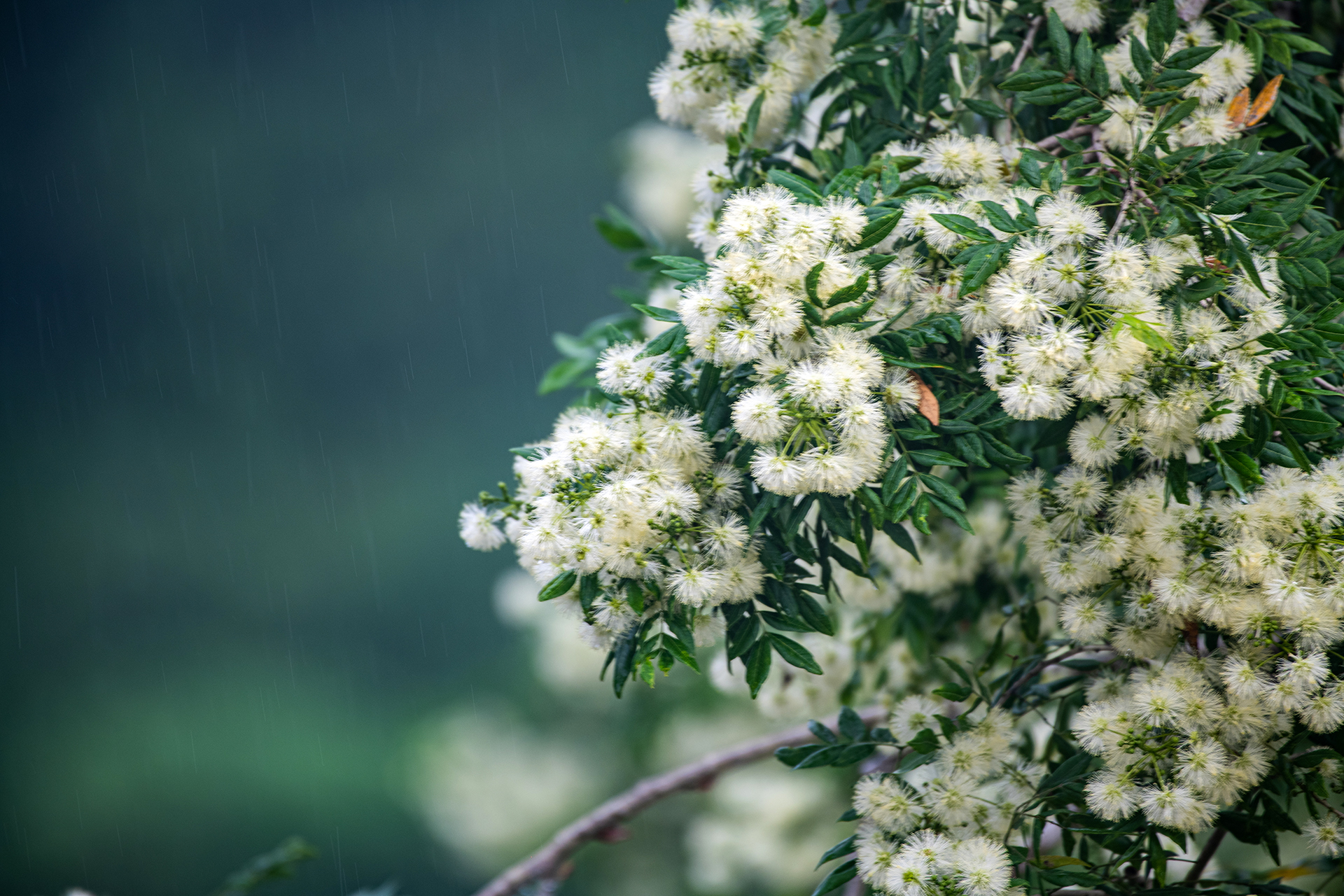 Australian-honey (Myrtle melaleuca)