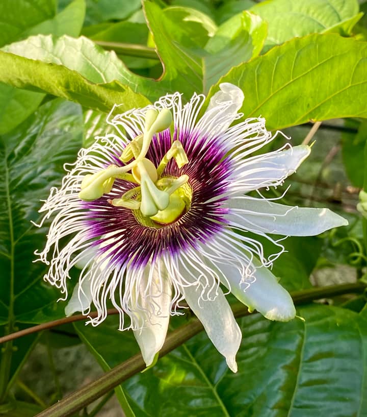 Passionflower (Passiflora edulis)