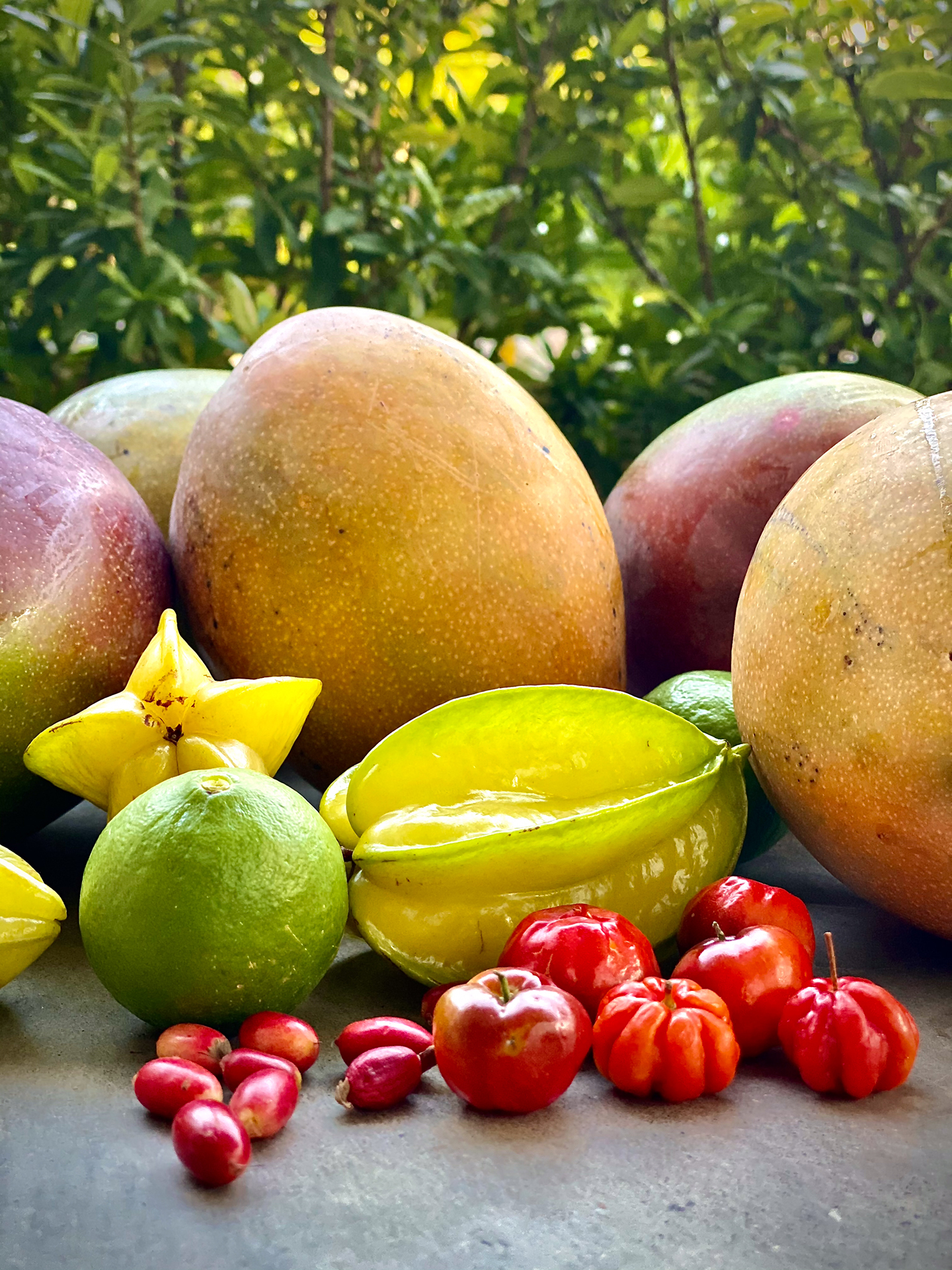 The regenerated fruit orchard at The Sanctuary Estate, Nosara, Costa Rica