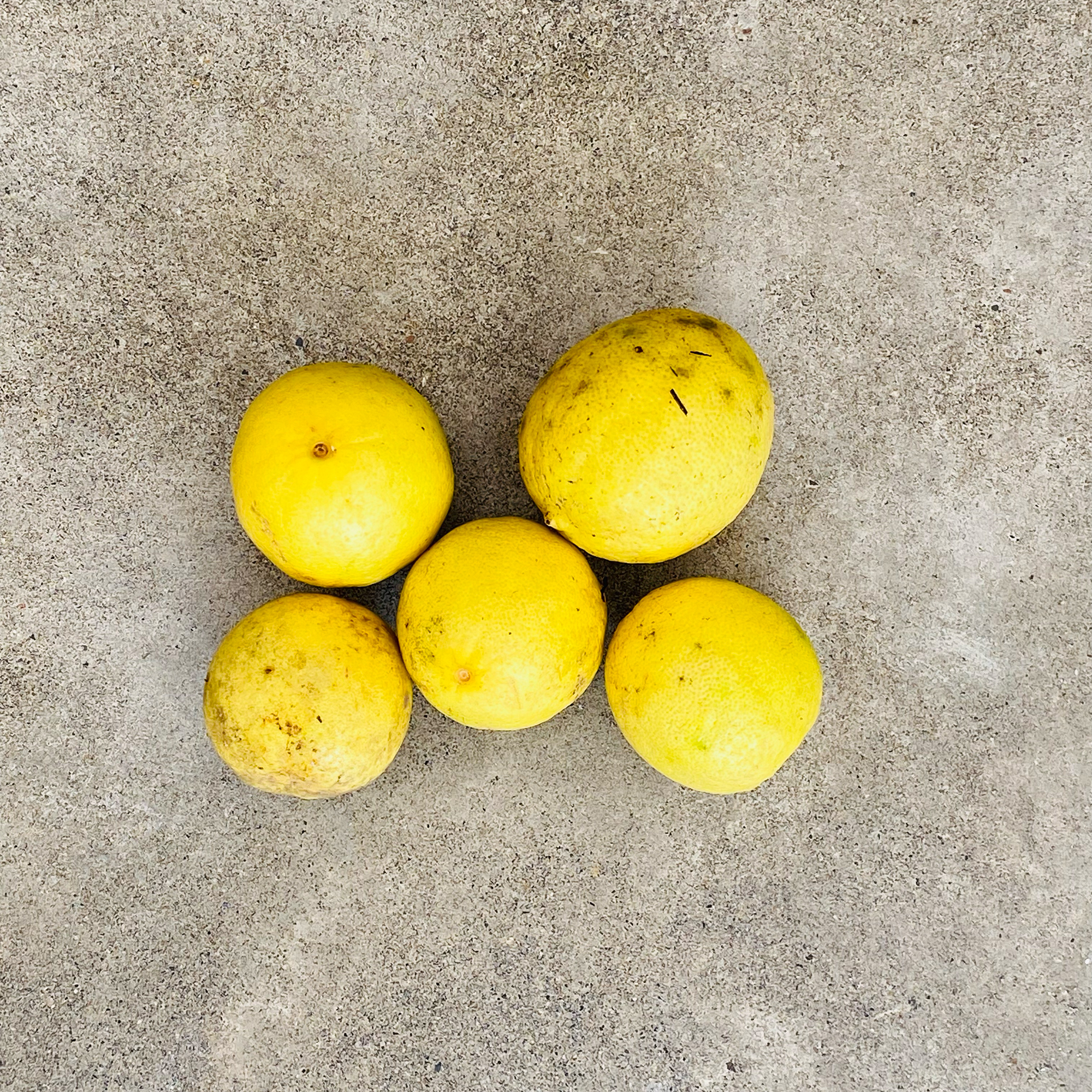 Lemons ripening in the orchard at The Sanctuary Estate, Nosara, Costa Rica