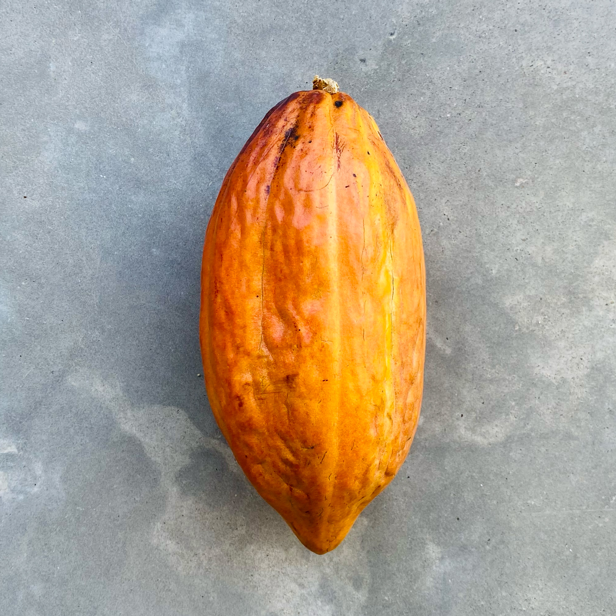 Cacao (Theobroma cacao)