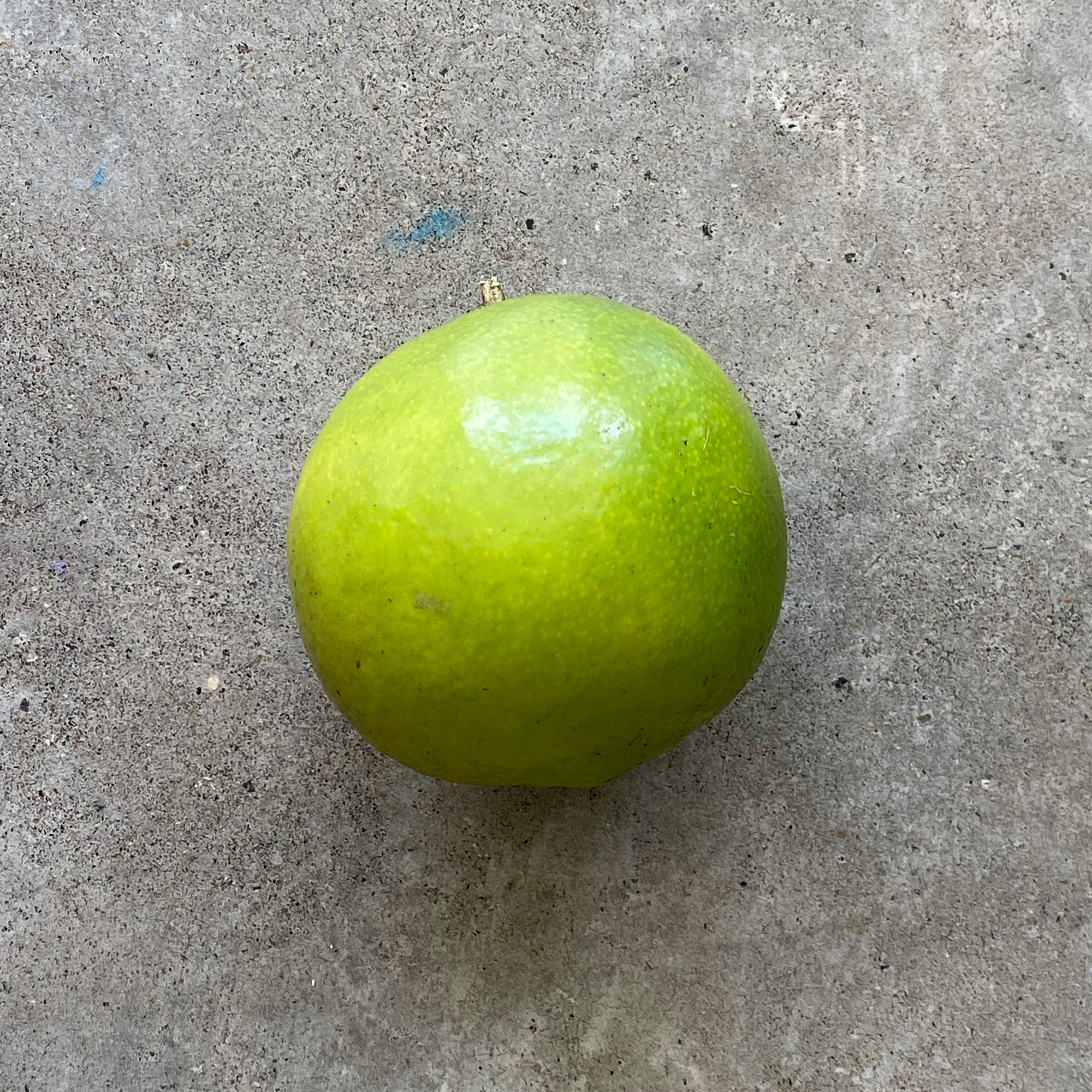 Lime (Citrus aurantiifolia)