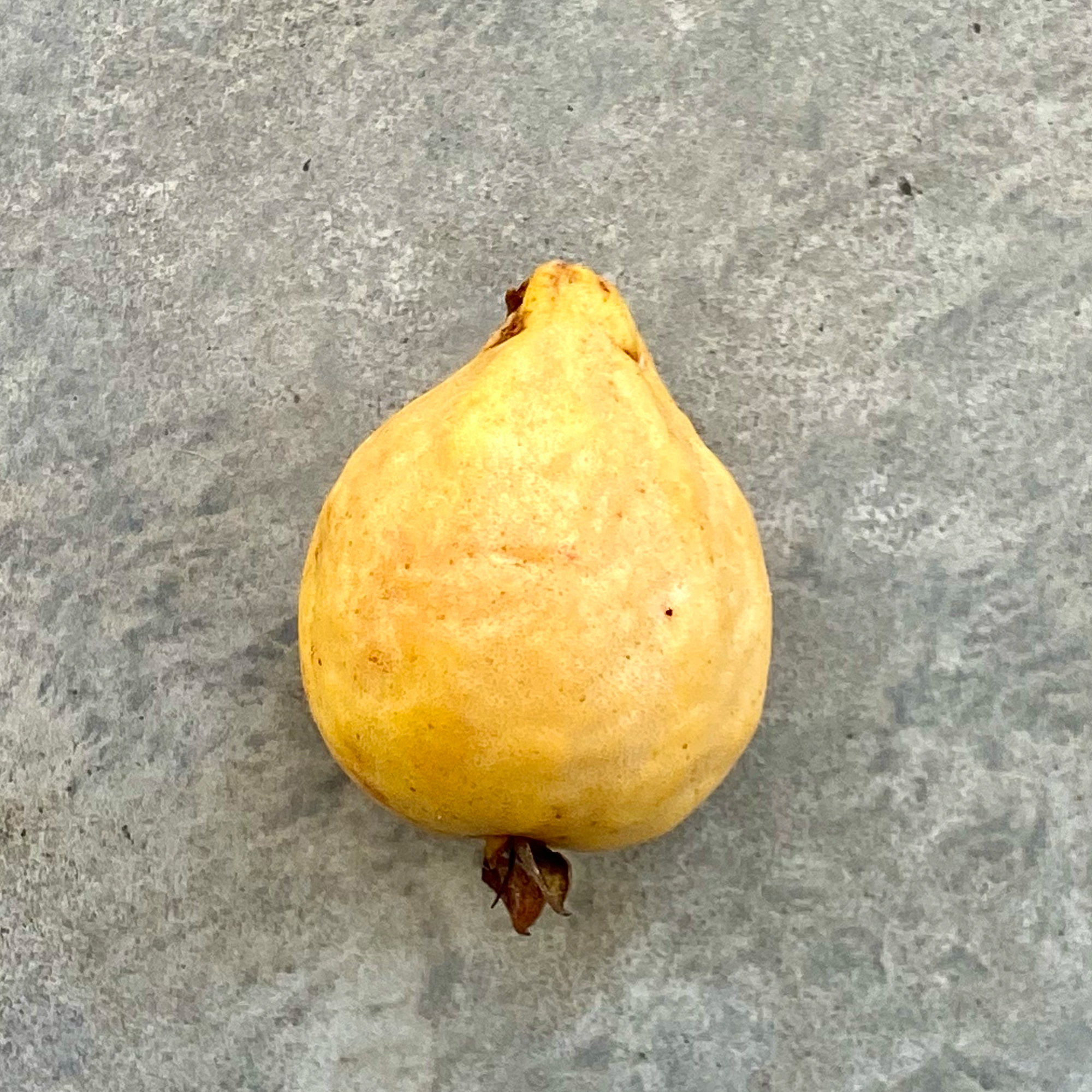 Guava (Psidium guajava)
