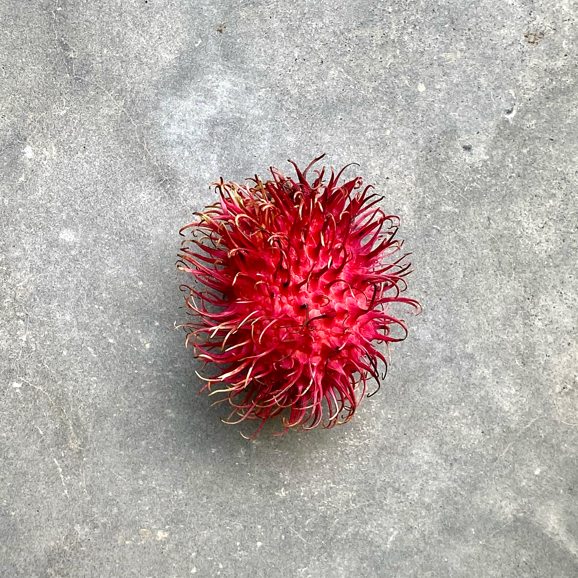 Ripe rambutan on the tree in the estate orchard, The Sanctuary Estate, Nosara, Costa Rica