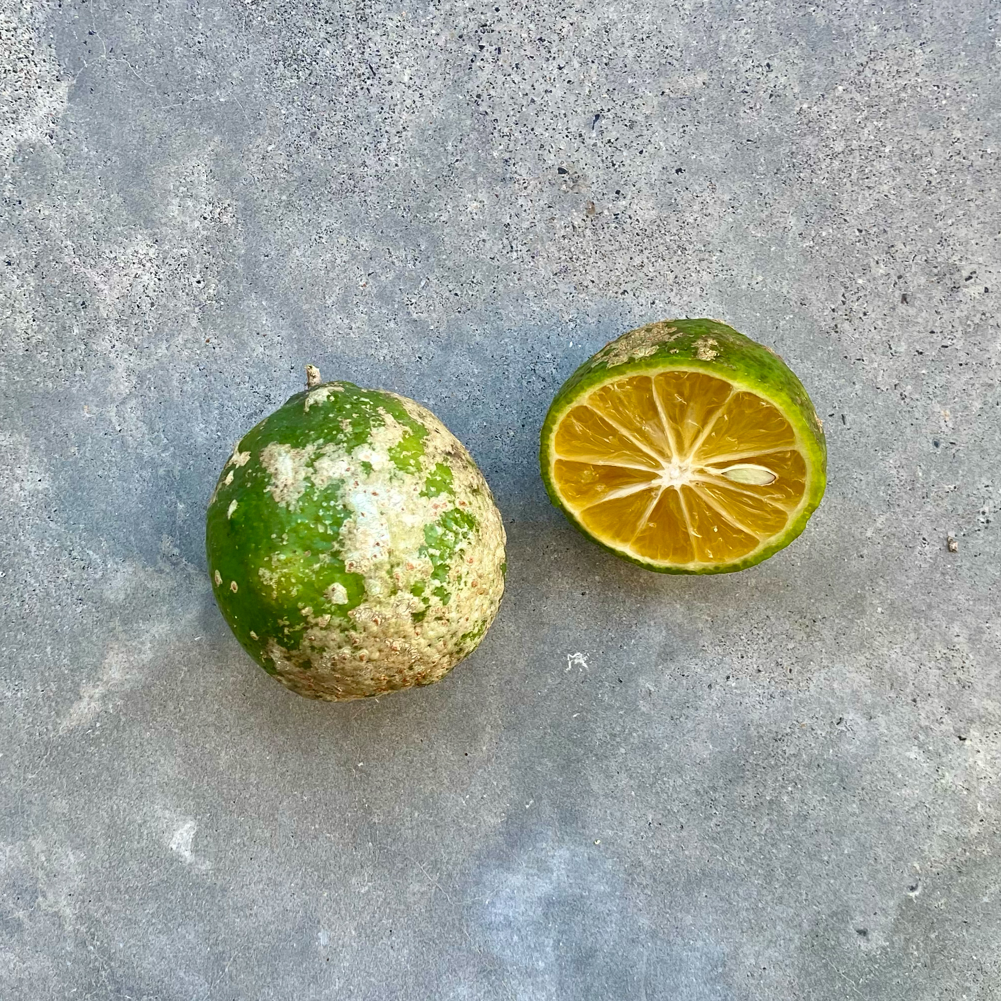 Mandarin-lime (Citrus limonia)