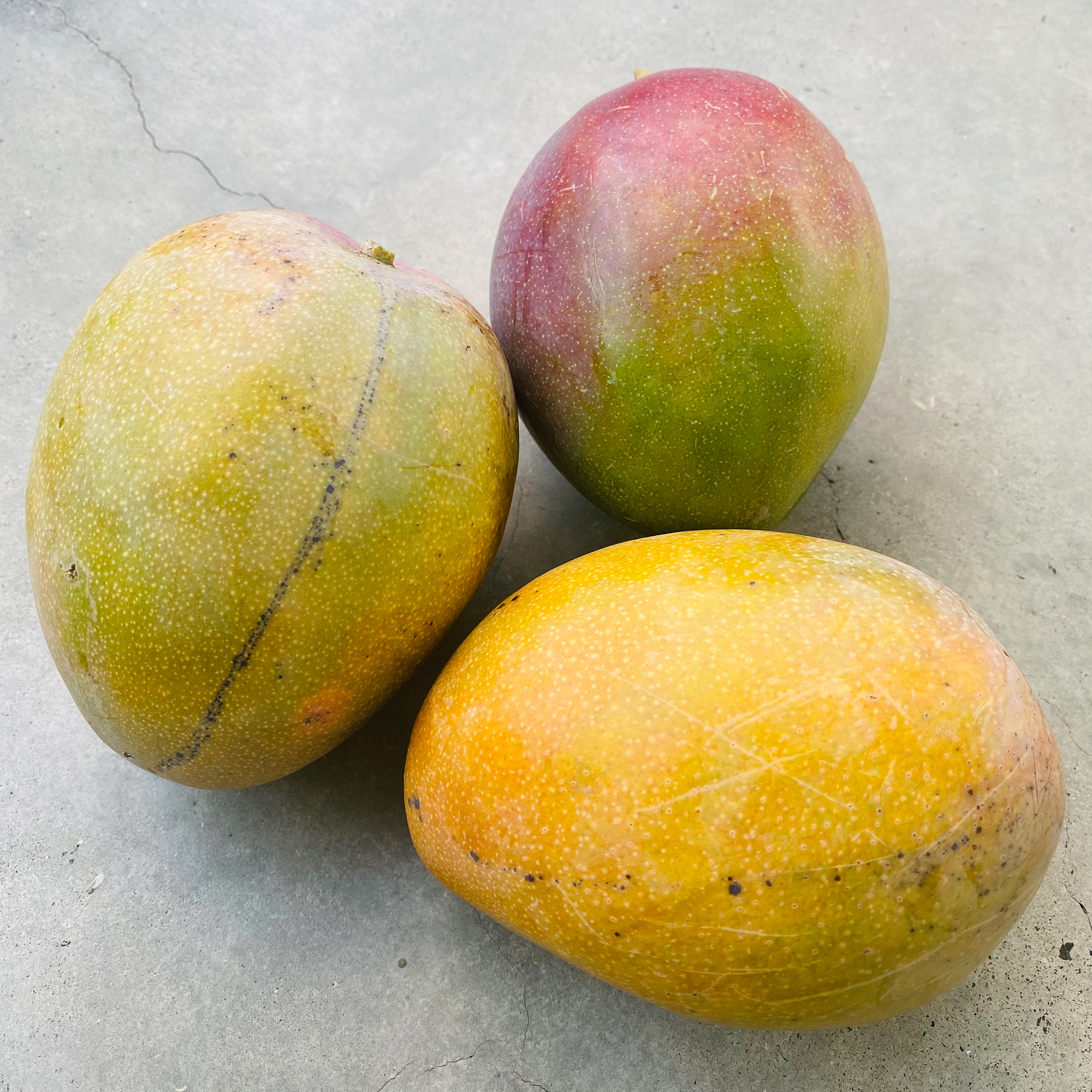 Mangoes (Mangifera indica)