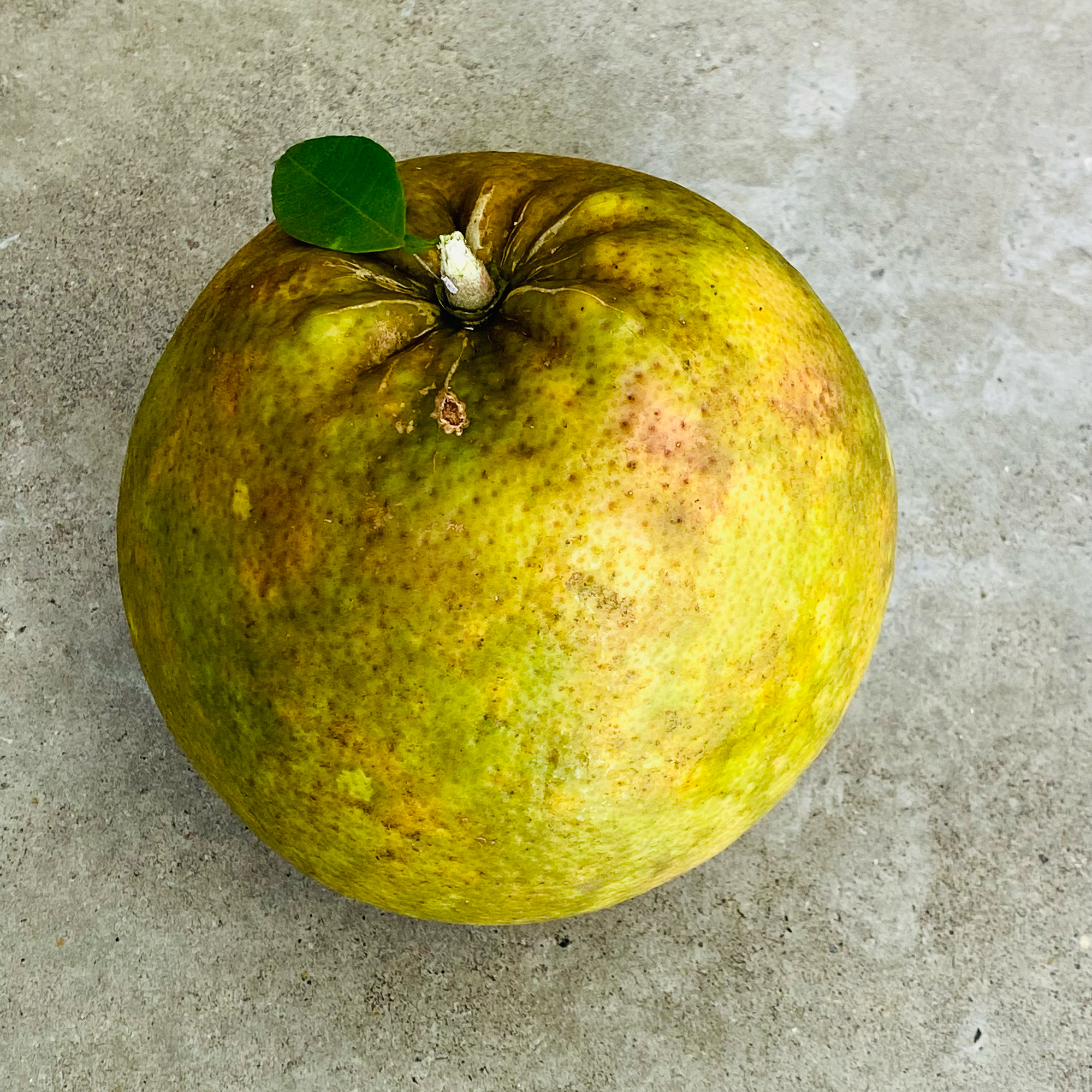 Pomelo (Citrus maxima)