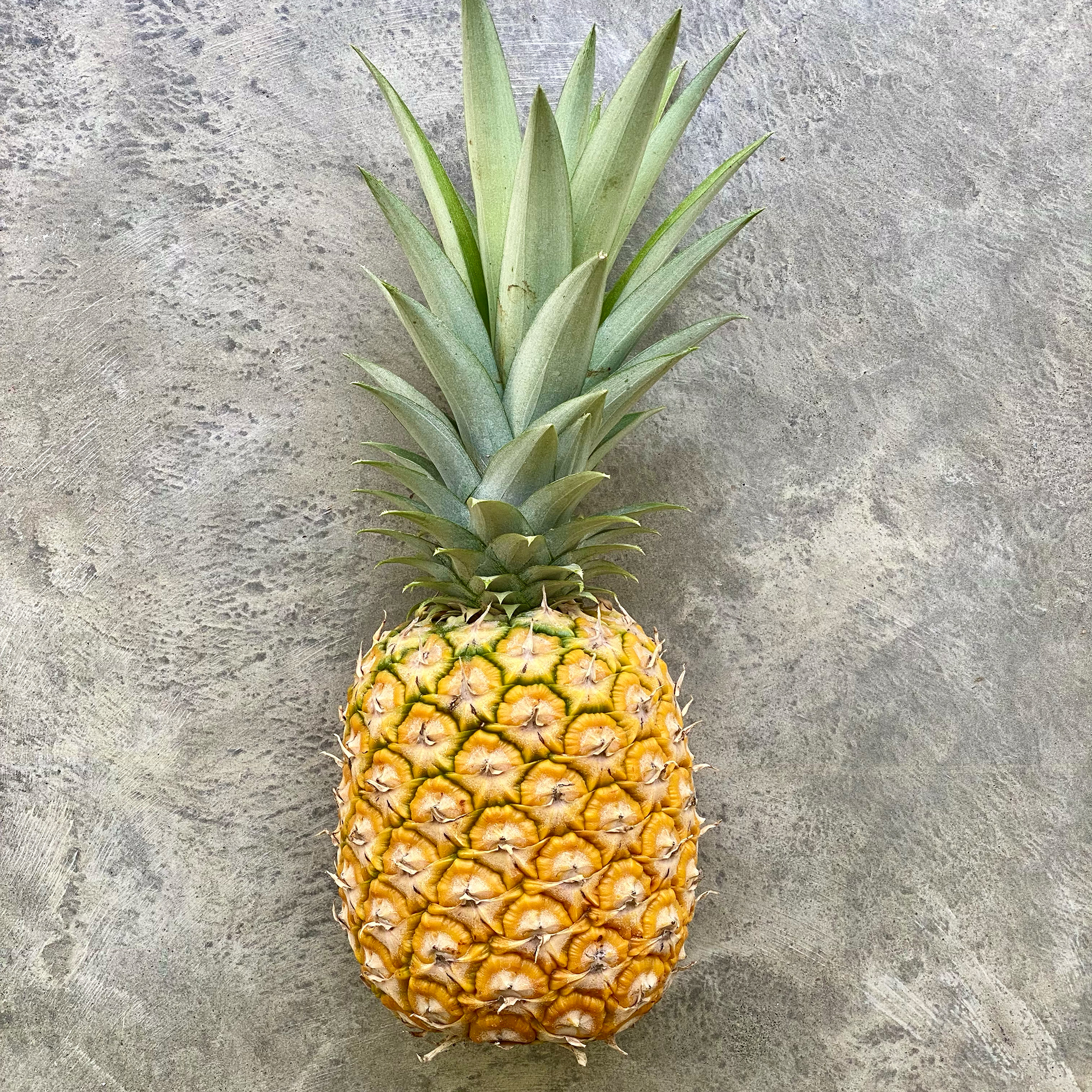 Pineapple (Ananas comosus)