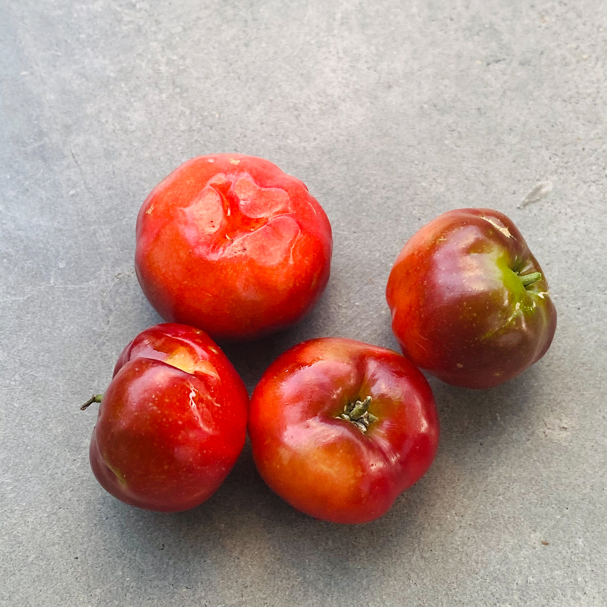 Acerola-cherry (Malpighia emarginata)