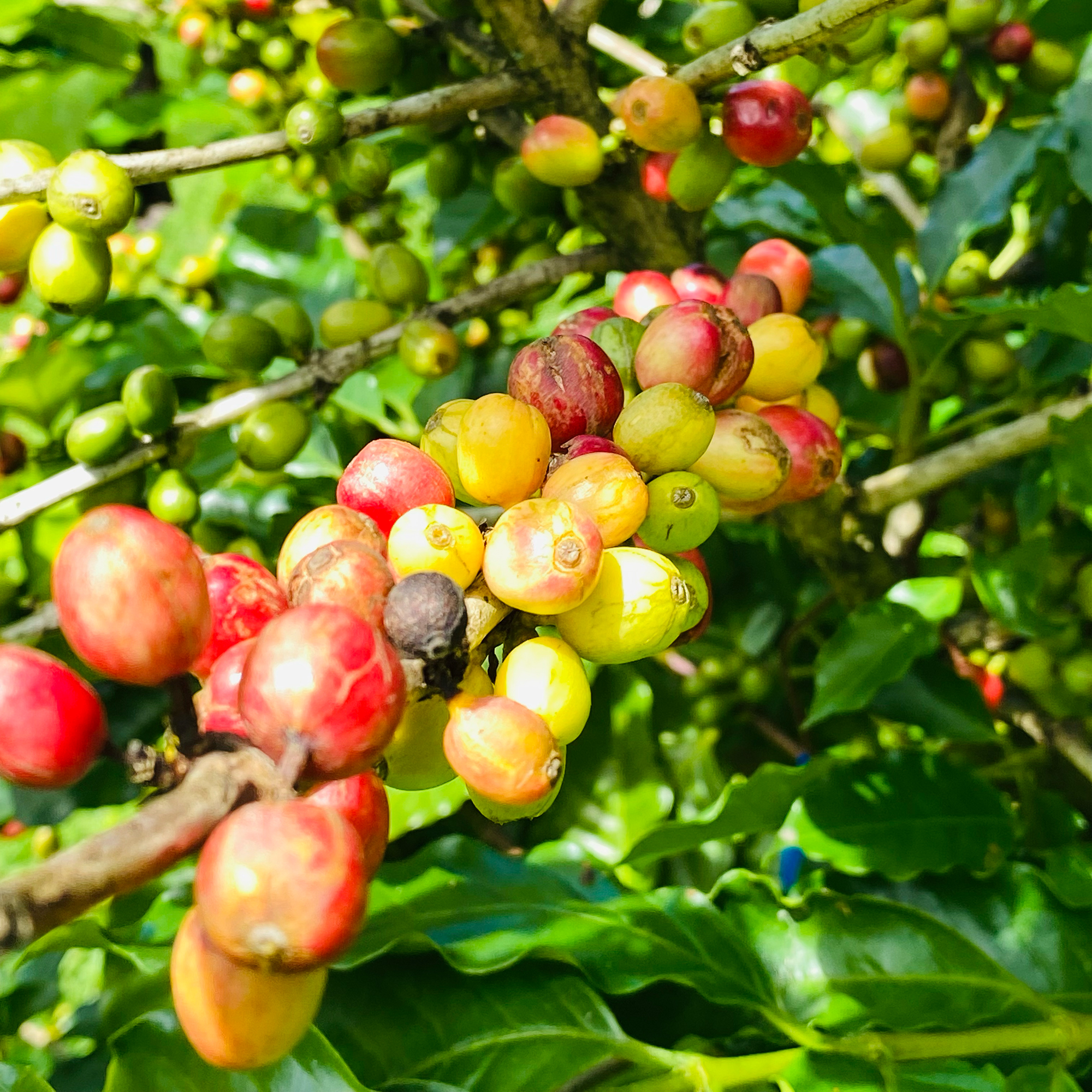 Coffee (Coffea arabica)