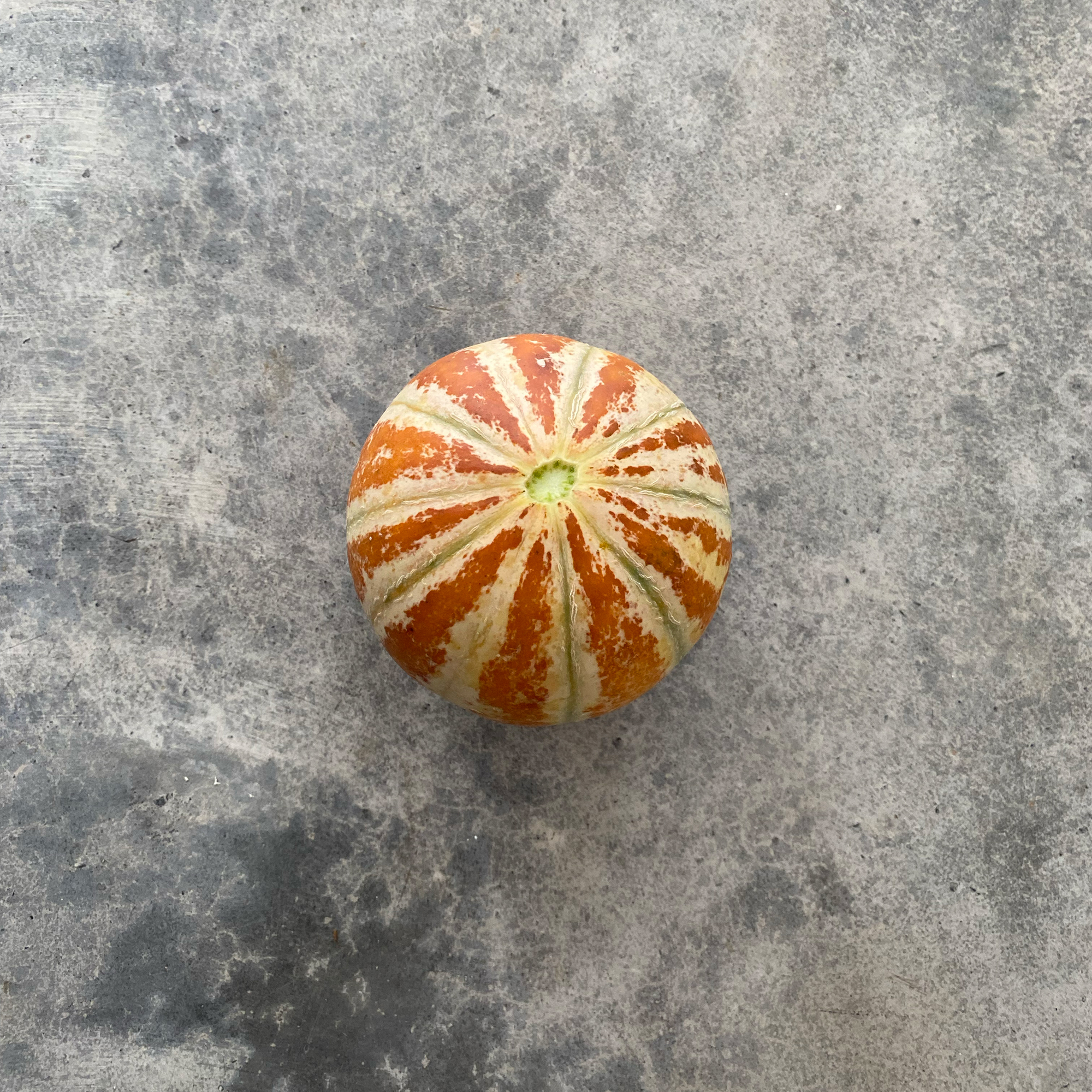 Kajari-melon (Cucumis melo)