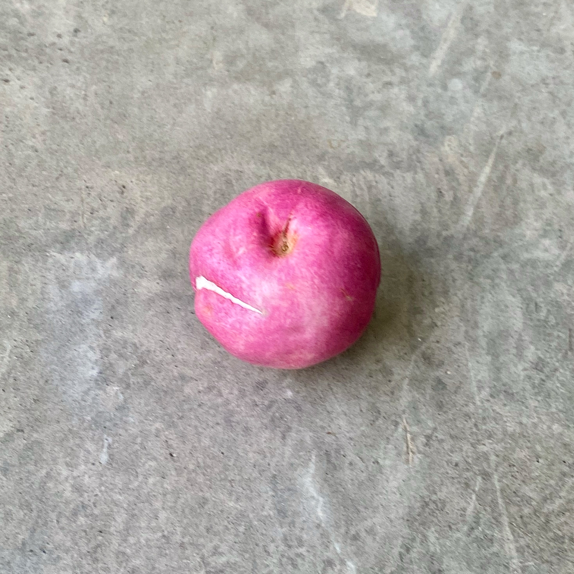 Coco-plum (Chrysobalanus icaco)