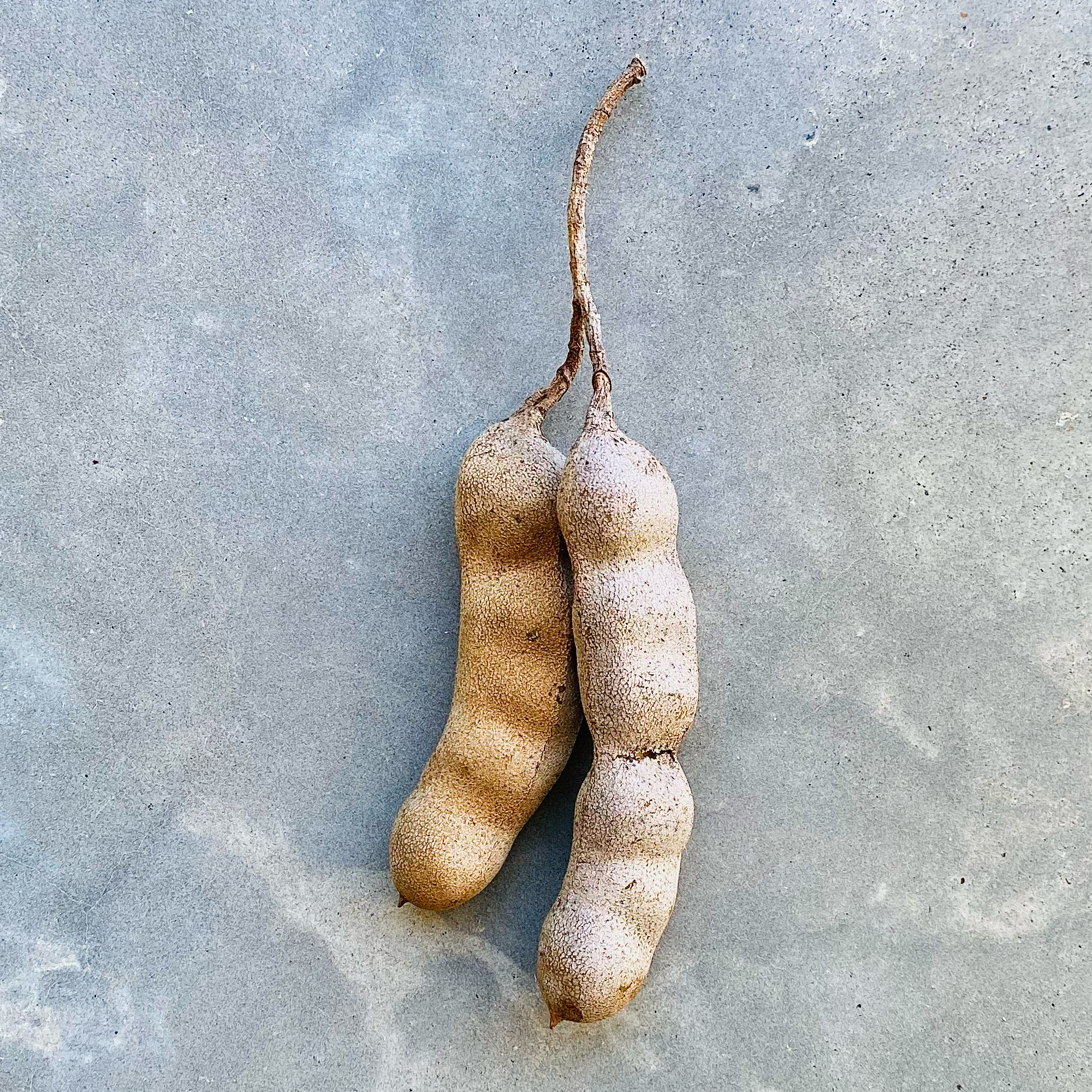 Tamarind (Tamarindus indica)