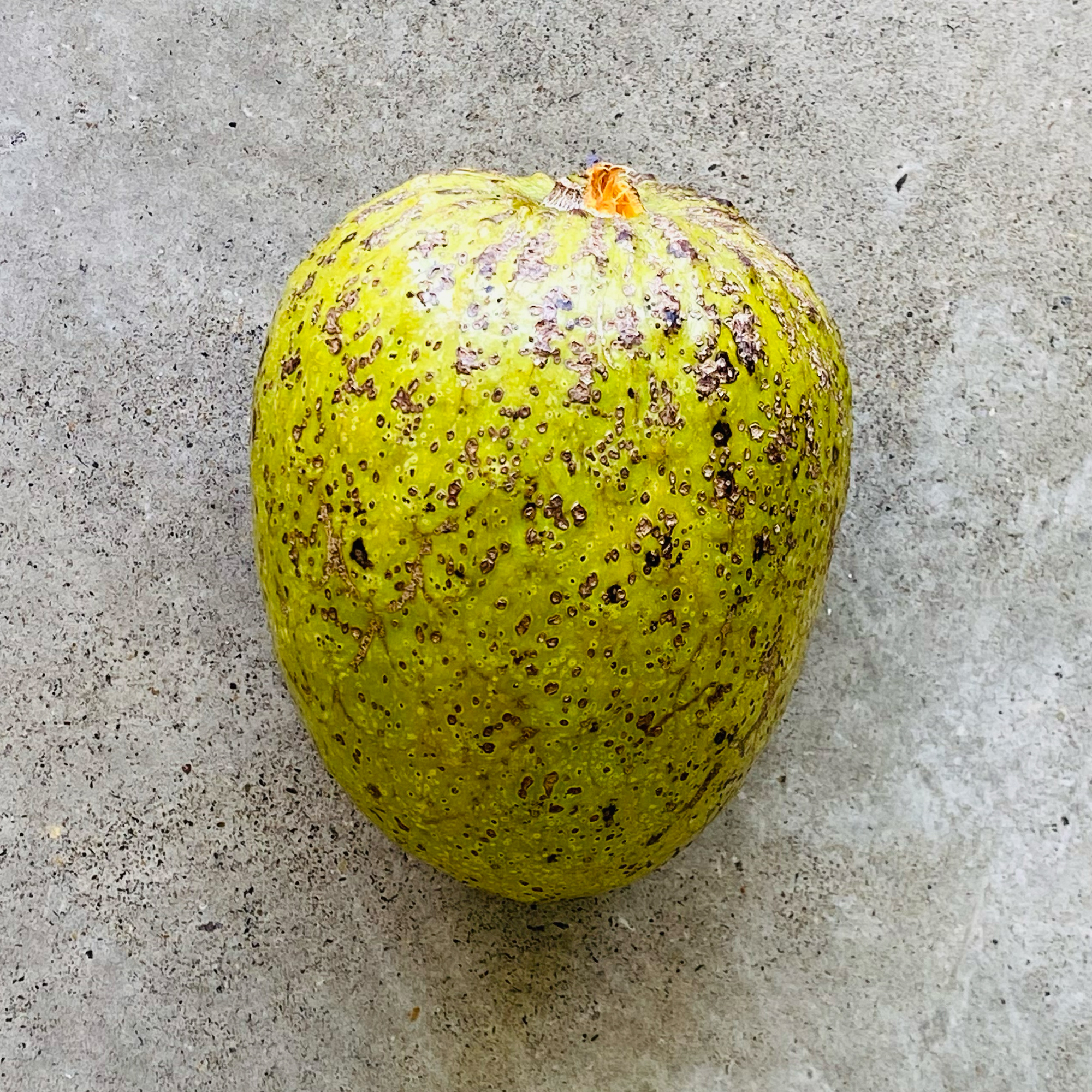 Lowland-cherimoya (Annona reticulata)