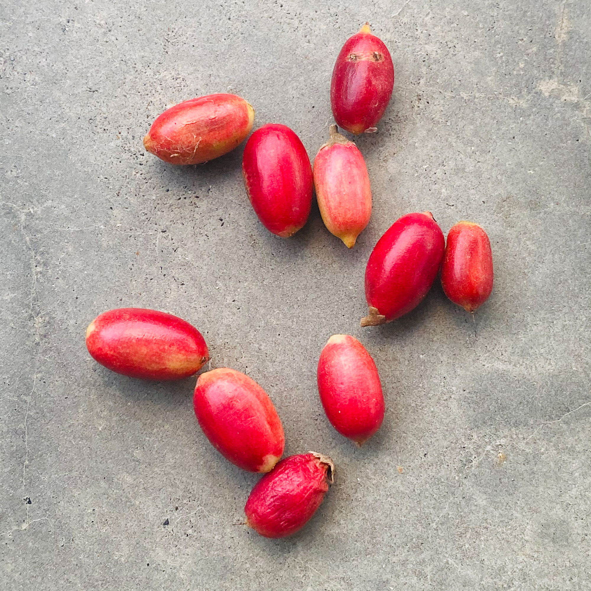 Miracle-fruit (Synsepalum dulcificum)