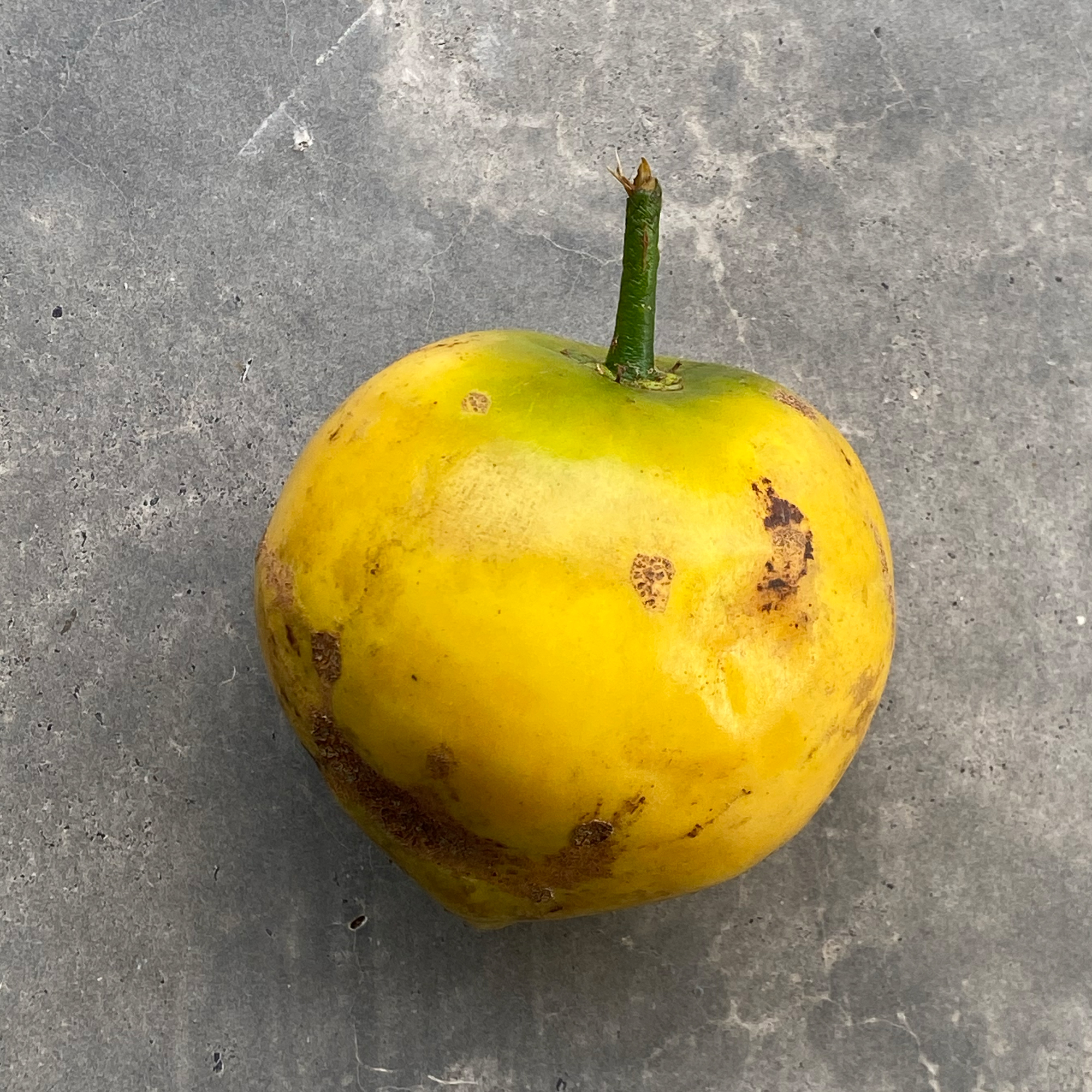 Yellow-mangosteen (Garcinia dulcis)