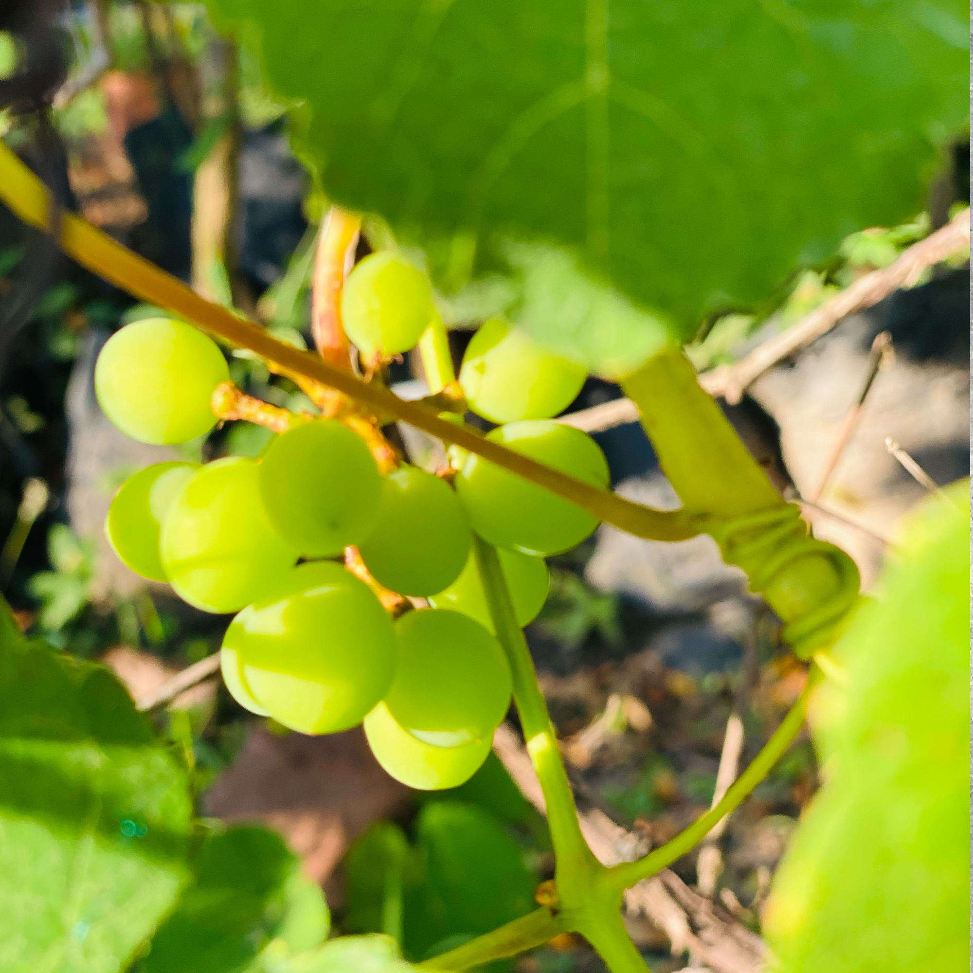 Grapes (Vitis vinifera)