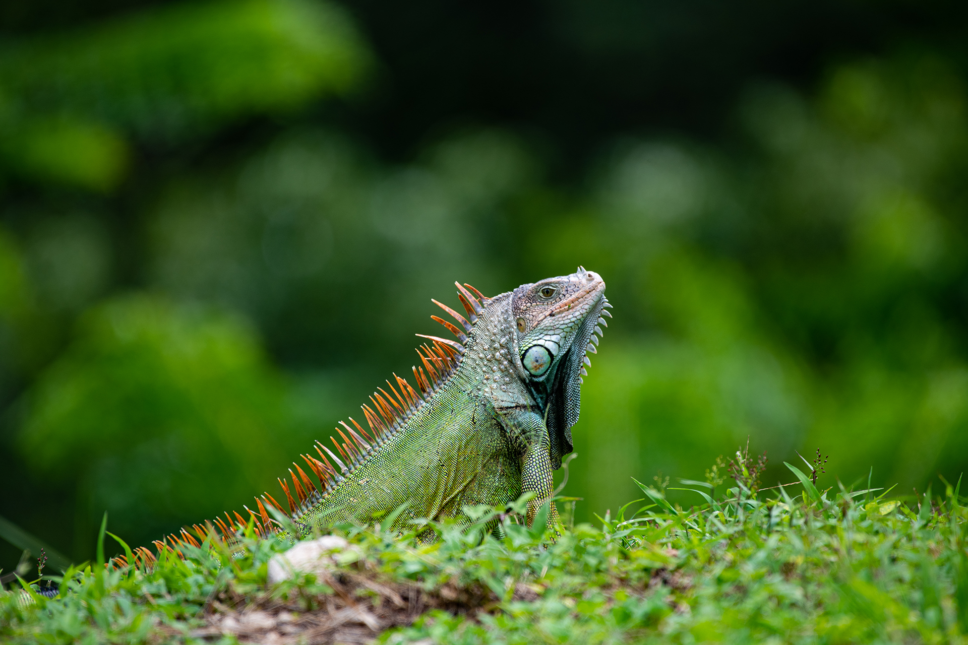 Green iguana
