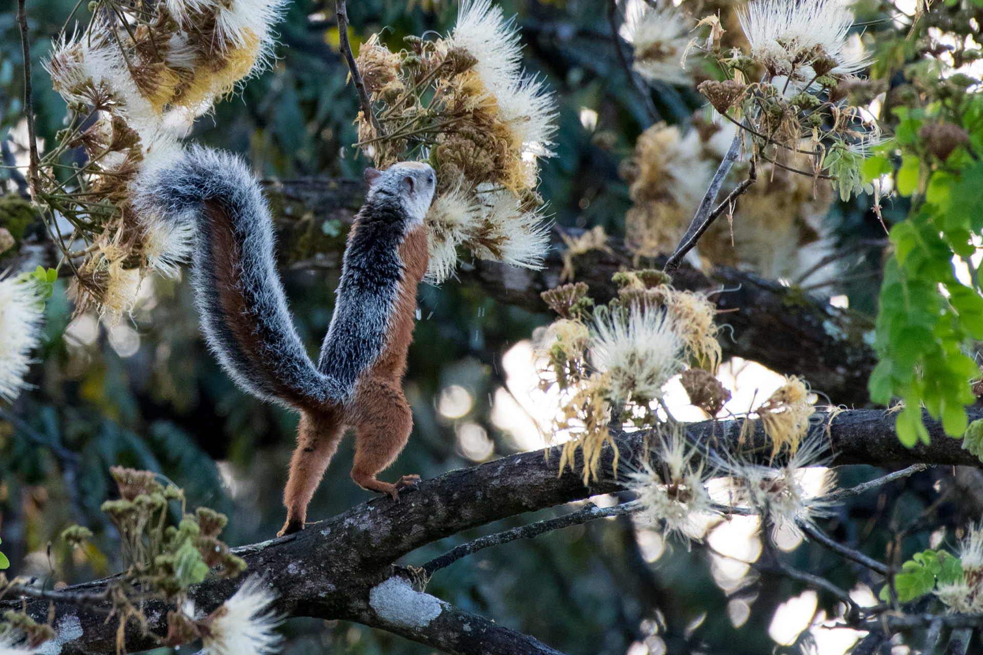 Variegated-squirrel (Sciurus variegatoides)