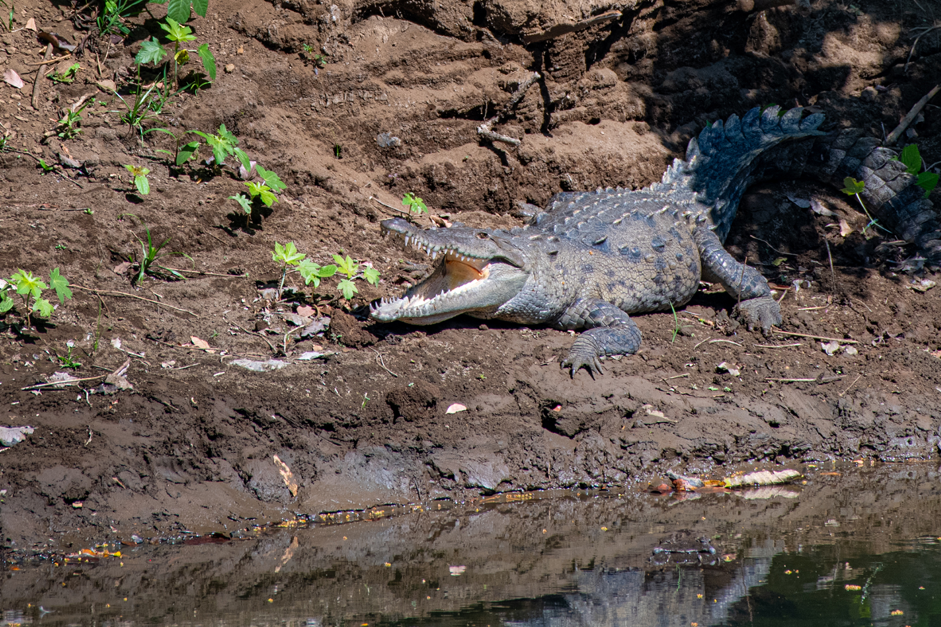 American-crocodile (Crocodylus acutus)