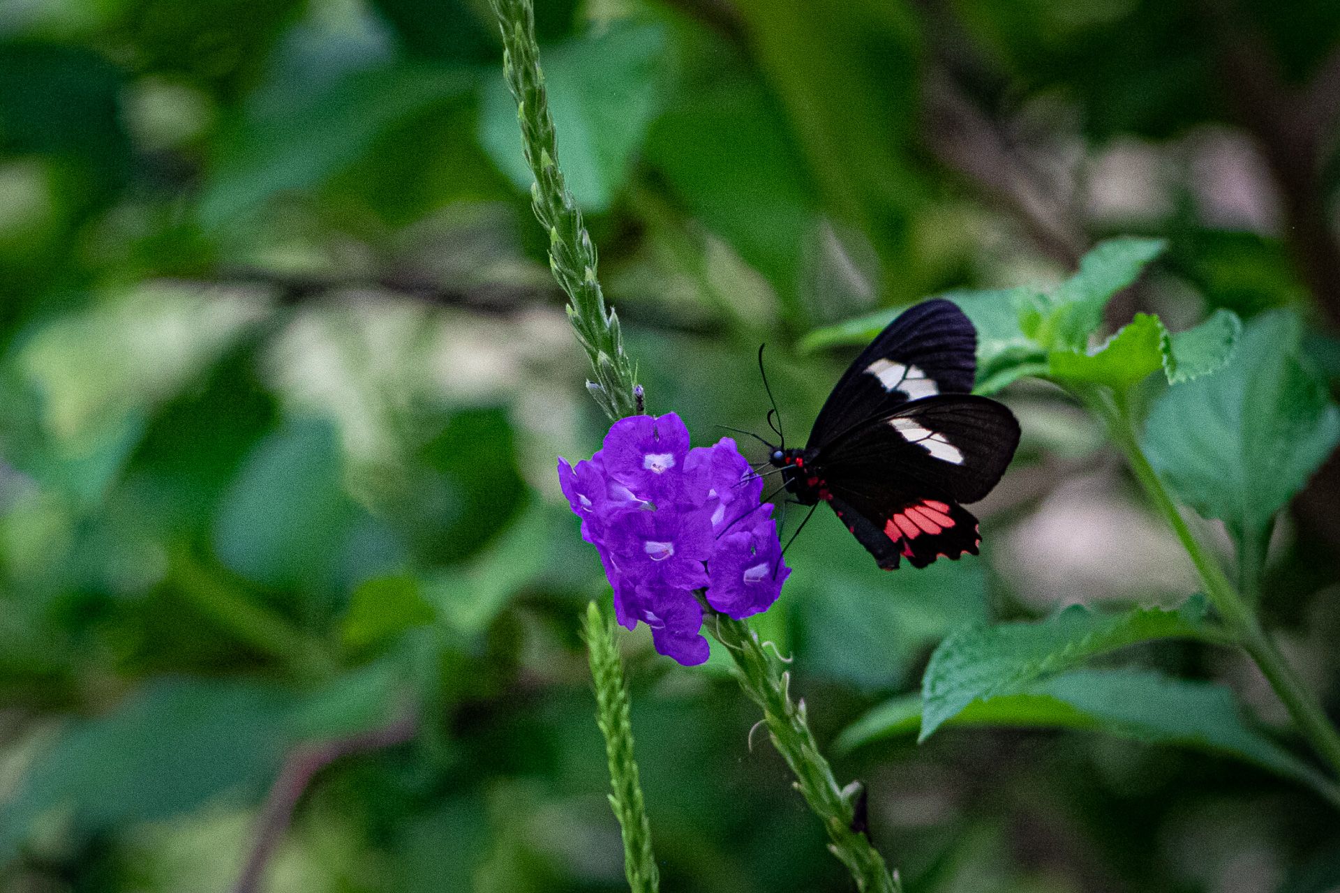 Red-postman-butterfly (Heliconius erato) — The Sanctuary Estate, Nosara, Costa Rica